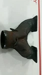 Ski Doo Exhaust Manifold Y-pipe Header 1999 440 Lc Rotax 99-01. Fixed Price $29.99.