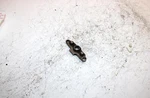 02 Arctic Cat Zr 500 Oem Exhaust Power Valve Plate 3005-964 SAS13. Fixed Price $29.99.