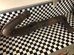 1996 97 Ski-doo Formula Sls 500 Grand Touring Summit Oem Tuned Pipe Assy. Fixed Price $184.99.